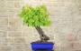 2 - Bonsai di Vite (103)