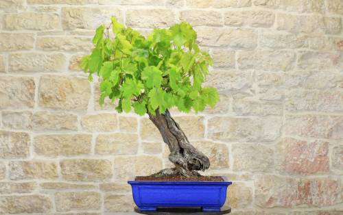 2 - Bonsai di Vite (103)