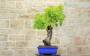 3 - Bonsai di Vite (103)