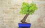 4 - Bonsai di Vite (103)
