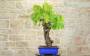 5 - Bonsai di Vite (103)