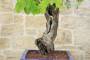 7 - Bonsai di Vite (103)