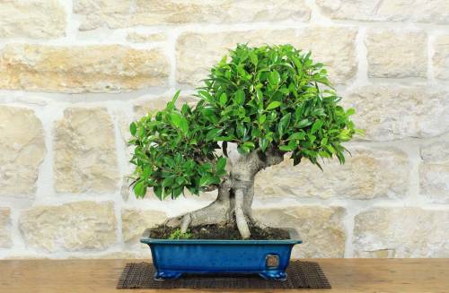 2 - Bonsai di Ficus Retusa (162)