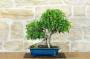 2 - Bonsai di Ficus Retusa (162)