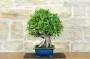3 - Bonsai di Ficus Retusa (162)