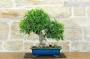 4 - Bonsai di Ficus Retusa (162)