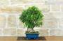 5 - Bonsai di Ficus Retusa (162)