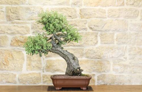 2 - Bonsai di Quercia Riccia (7)