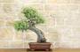 2 - Bonsai di Quercia Riccia (7)
