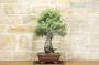 3 - Bonsai di Quercia Riccia (7)