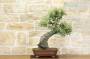 4 - Bonsai di Quercia Riccia (7)