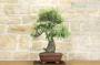 5 - Bonsai di Quercia Riccia (7)