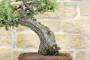 6 - Bonsai di Quercia Riccia (7)