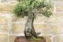 7 - Bonsai di Quercia Riccia (7)