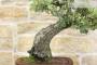 8 - Bonsai di Quercia Riccia (7)