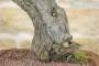 9 - Bonsai di Quercia Riccia (7)
