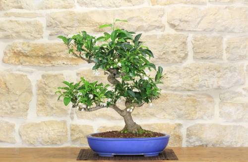 2 - Bonsai di Stirax (6)