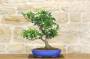 2 - Bonsai di Stirax (6)