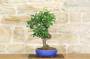 3 - Bonsai di Stirax (6)