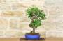 5 - Bonsai di Stirax (6)