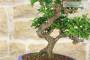 9 - Bonsai di Stirax (6)