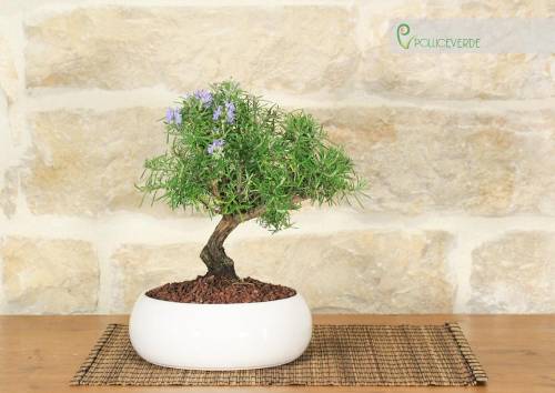 1 - Bonsai di Rosmarino in ciotola bassa