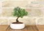 1 - Bonsai di Rosmarino in ciotola bassa