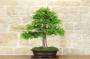 2 - Bonsai di Tasso (9)