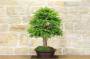 3 - Bonsai di Tasso (9)