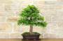 4 - Bonsai di Tasso (9)