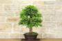 5 - Bonsai di Tasso (9)