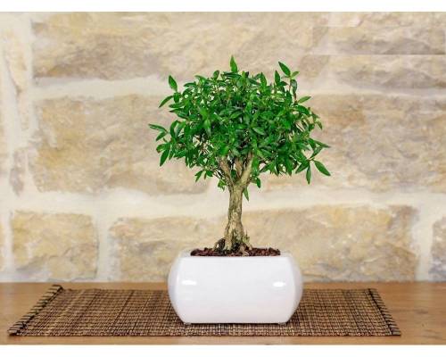 2 - Bonsai di Serissa in vaso quadro bianco