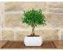 2 - Bonsai di Serissa in vaso quadro bianco