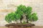 2 - Boschetto di Ficus Retusa (163)