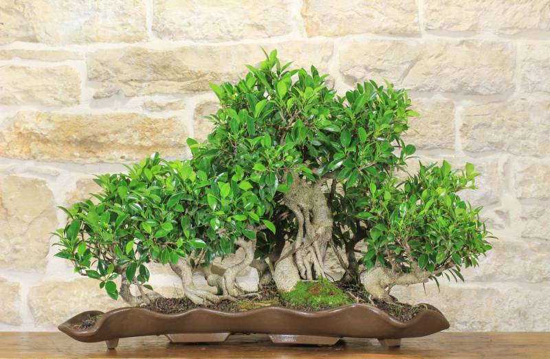 2 - Boschetto di Ficus Retusa (163)