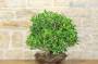 3 - Boschetto di Ficus Retusa (163)