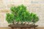 4 - Boschetto di Ficus Retusa (163)