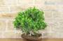 5 - Boschetto di Ficus Retusa (163)