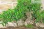 6 - Boschetto di Ficus Retusa (163)