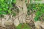 7 - Boschetto di Ficus Retusa (163)