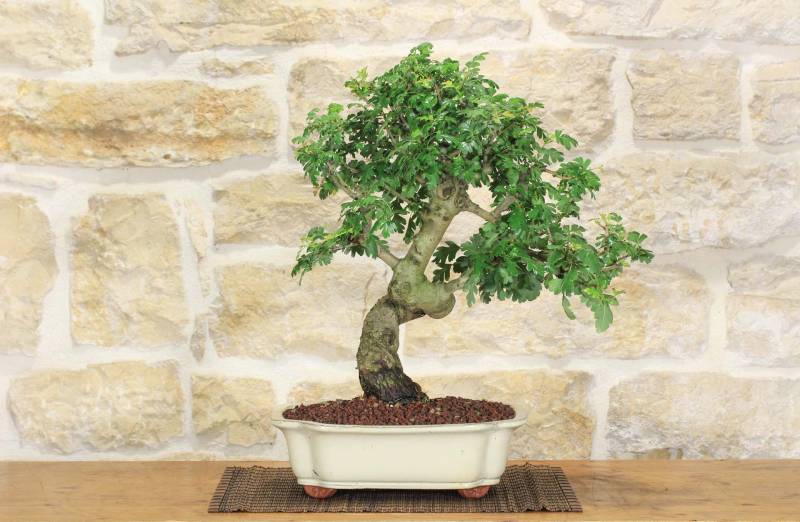 2 - Bonsai di Biancospino (29)