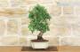 3 - Bonsai di Biancospino (29)