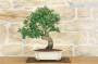 4 - Bonsai di Biancospino (29)