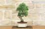 5 - Bonsai di Biancospino (29)
