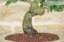 6 - Bonsai di Biancospino (29)