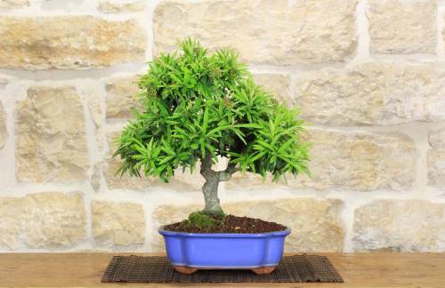 2 - Bonsai di Pyracantha Navaho (12)