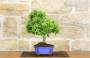 3 - Bonsai di Pyracantha Navaho (12)