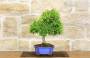 5 - Bonsai di Pyracantha Navaho (12)