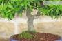 6 - Bonsai di Pyracantha Navaho (12)