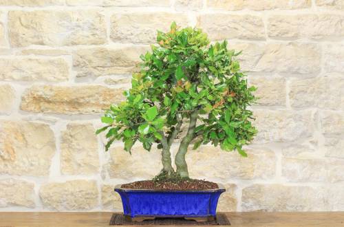 2 - Bonsai di Quercia - Leccio (87)